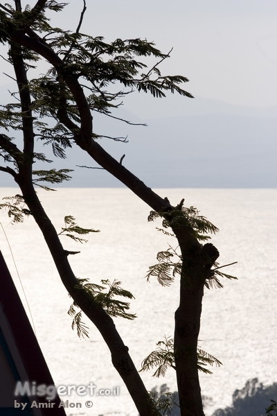 אל מול כינרת