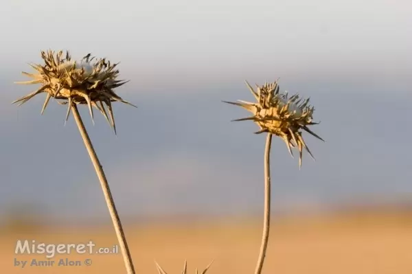 הדמיית תמונה על קיר