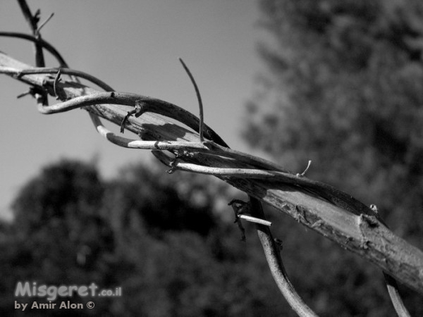 מתפתל למעלה