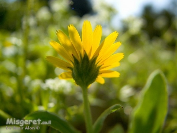 עלים סביב לו