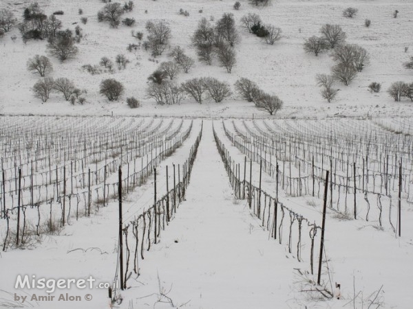 כרמים לבנים