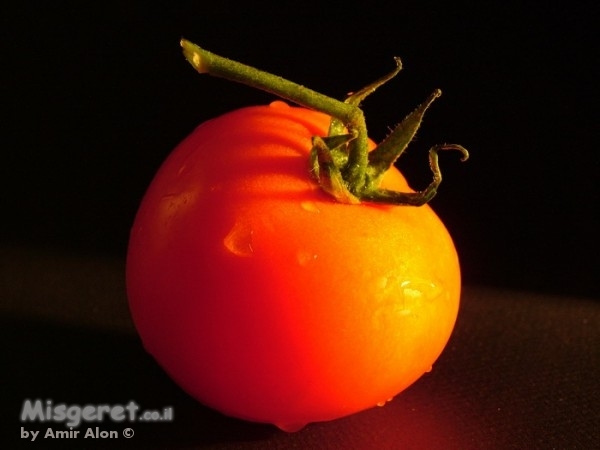 עגבניה