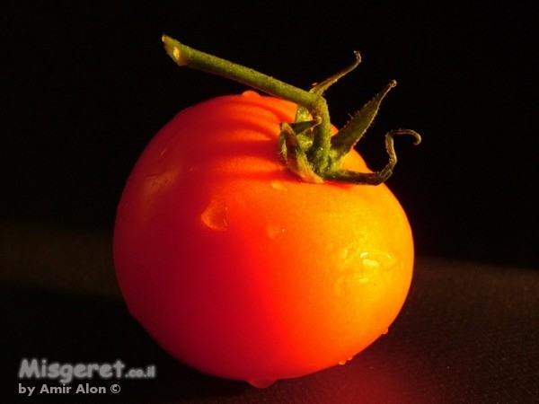 עגבניה