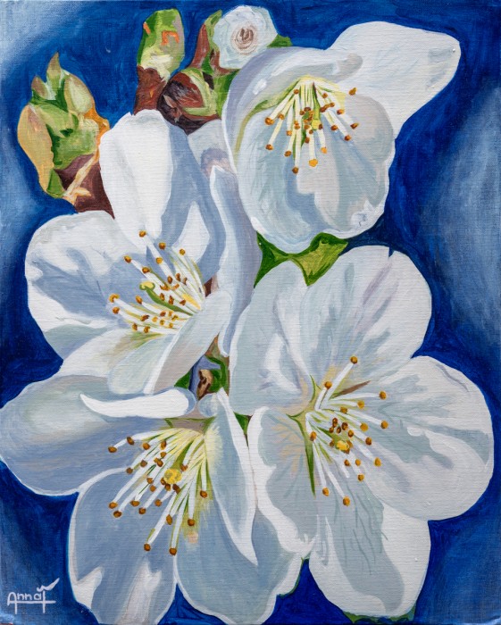 Cherry blossom