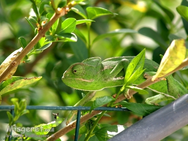צבעי הסוואה