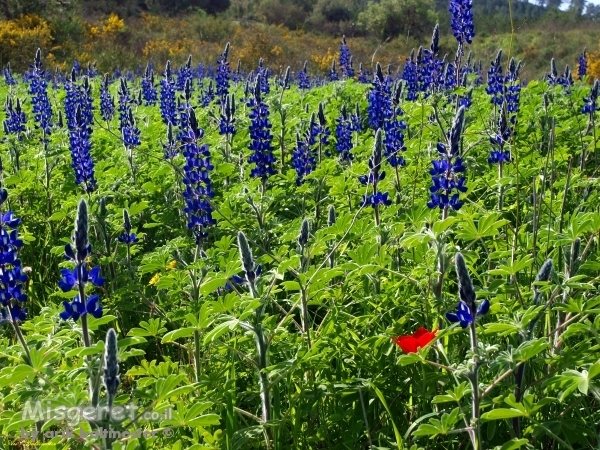 כלנית בשדה התורמוסים