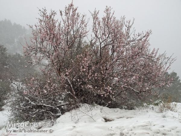 שקדייה מושלגת