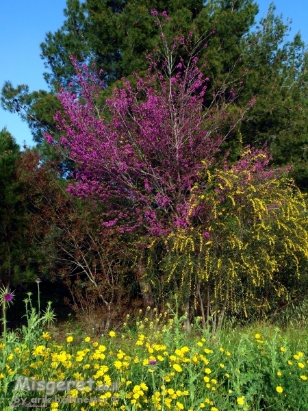 האביב כבר כאן