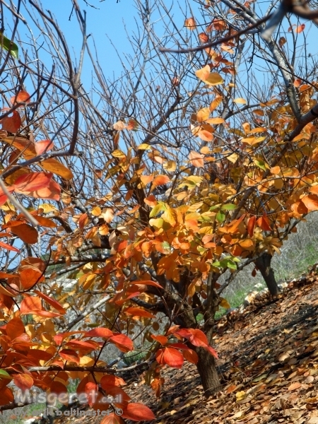 צבעי שלכת 696