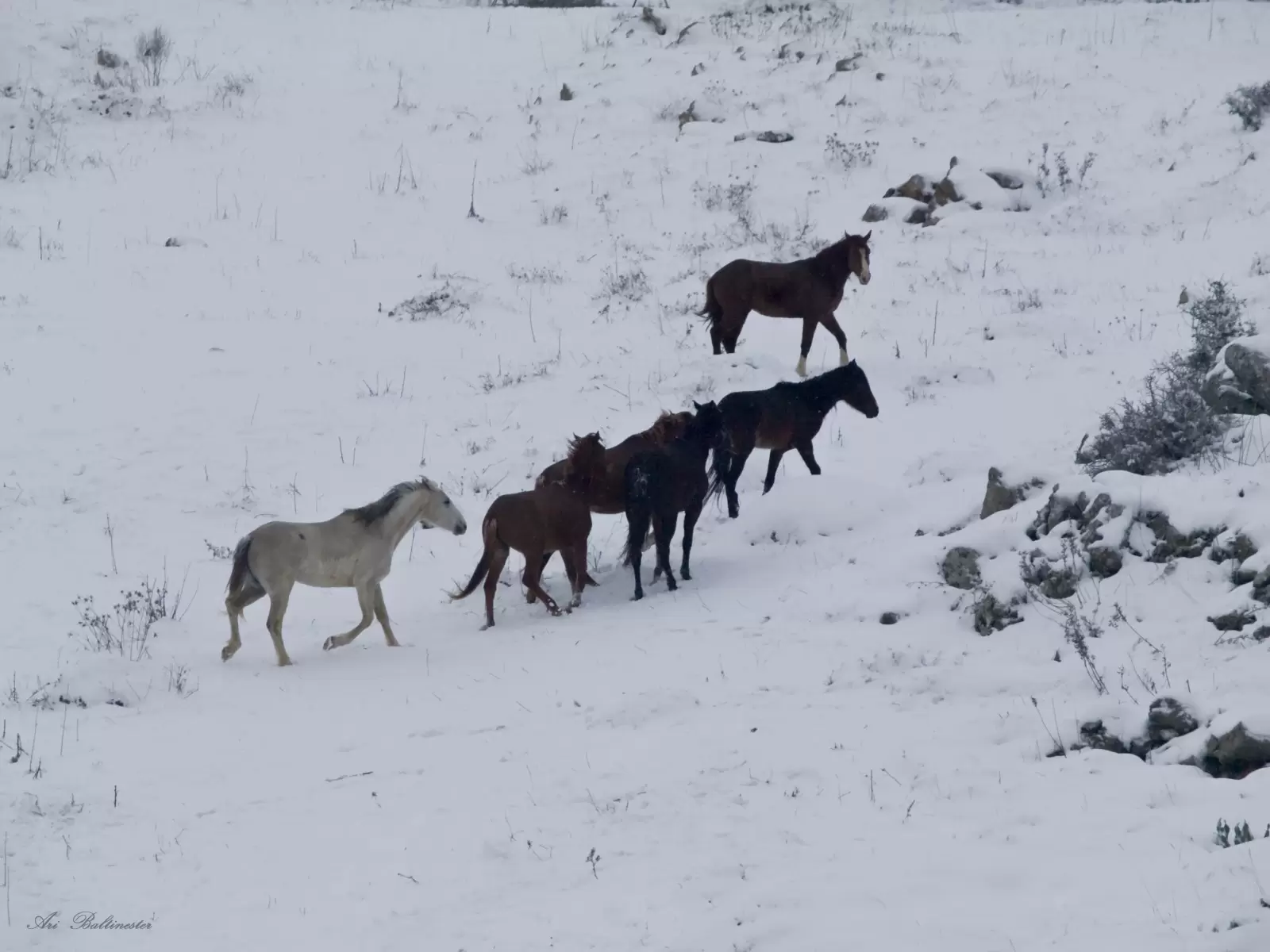 סוסים בשלג  2 - ארי בלטינשטר -  - מק''ט: 127659