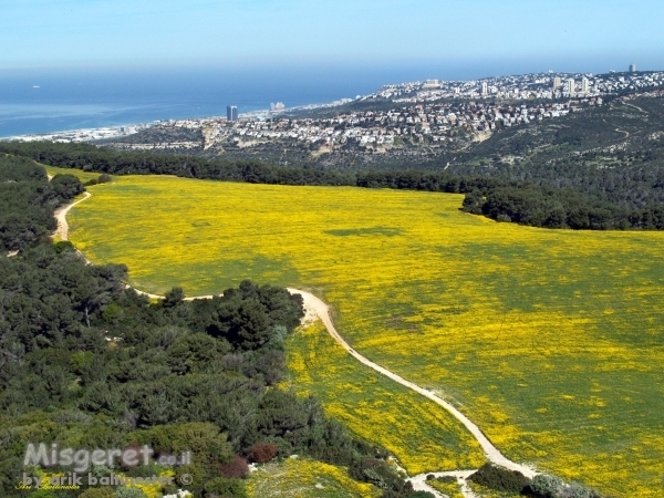 צהוב עולה...