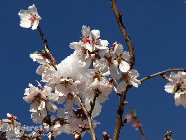 שקדייה מושלגת 02