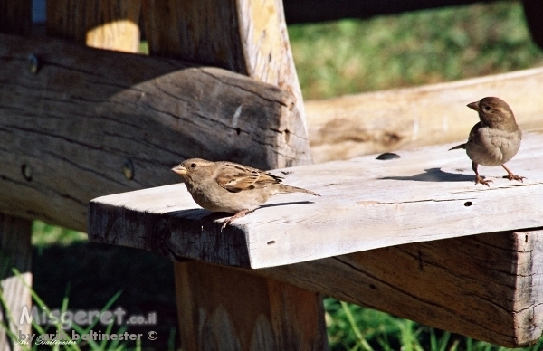 זוג על הספסל