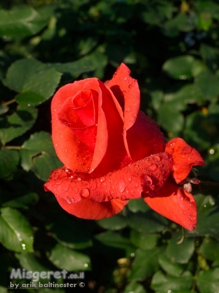 טיפות על ורד