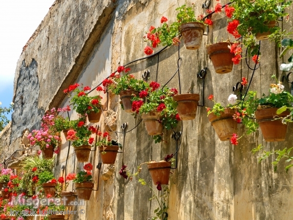 גינה בקיר 01