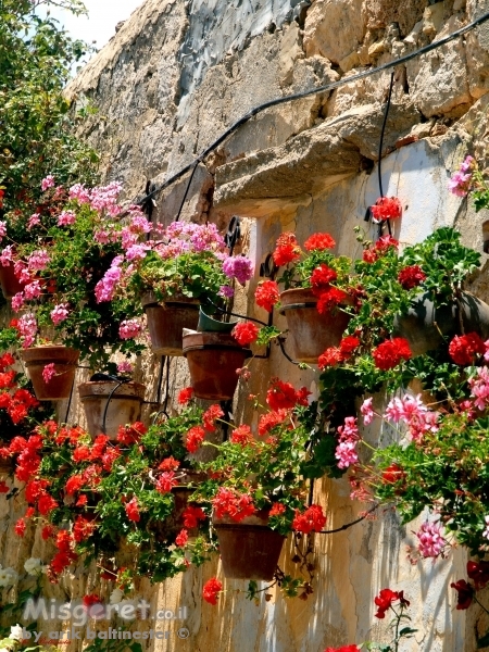 גינה בקיר 02