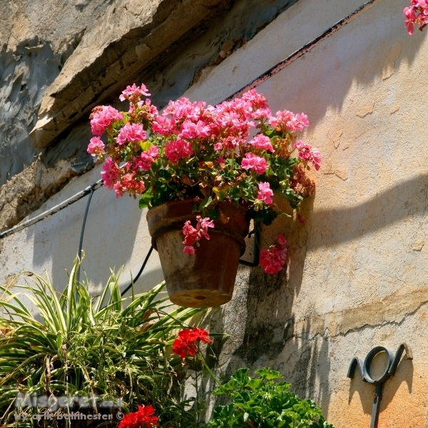 גינה בקיר 03