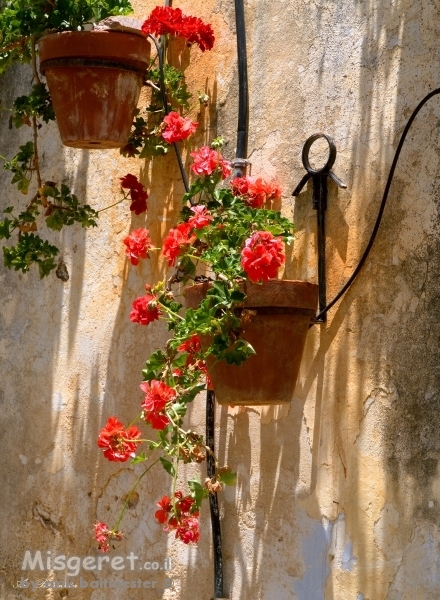 גינה בקיר 04