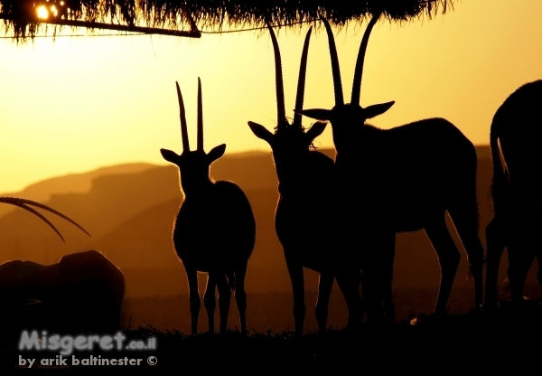 מתבוננים בשקיעה