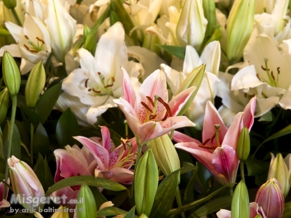 שלל צבעי הלילייה