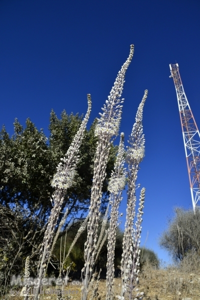 מי יותר גבוה ?