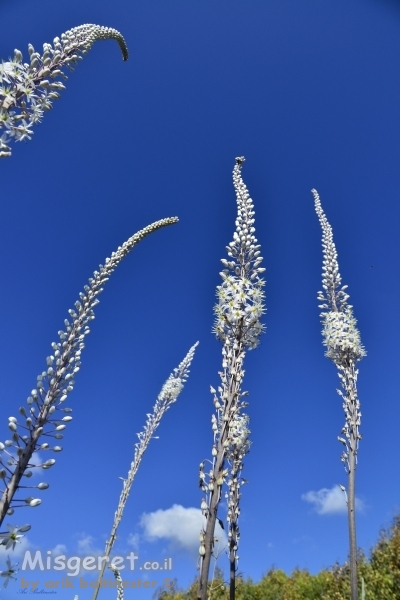 חצבים וראשם בשמיים