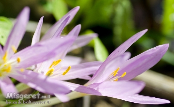 סגול של סתיו