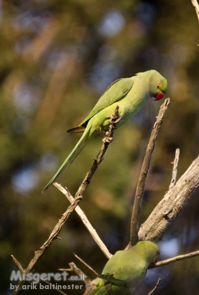 ירוק וצועק זה תוכי