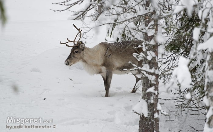 חופשי ומאושר