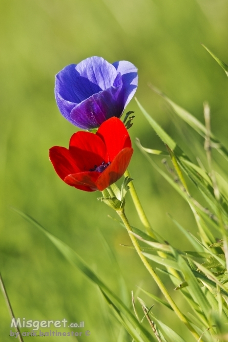 צבעים של חורף