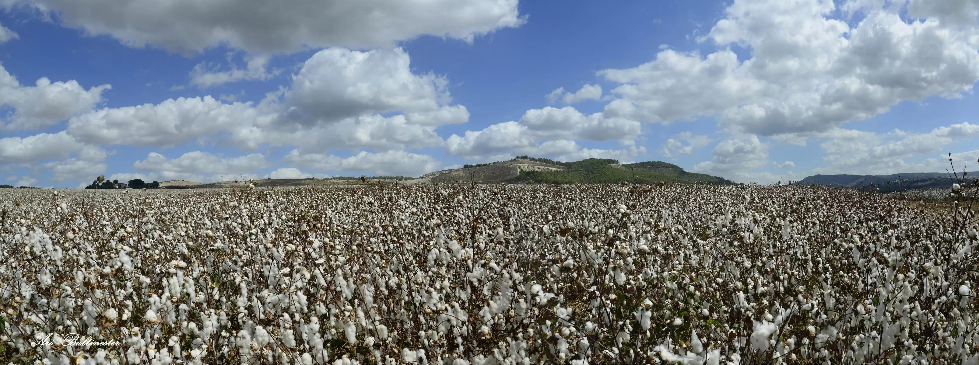 Cotton Fields Forever - ארי בלטינשטר - תמונות נוף פנורמי  - מק''ט: 209990