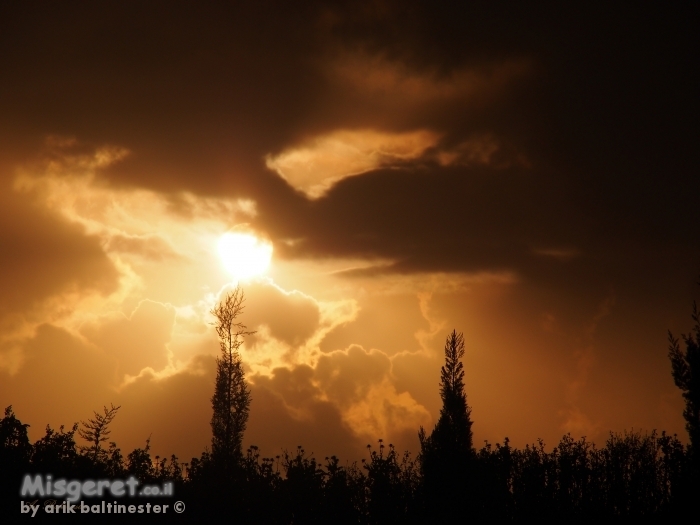 ברושים בשקיעה