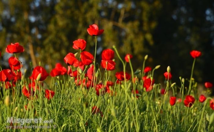 אדום בשקיעה