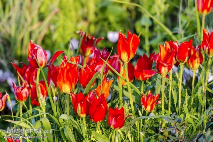 אדום של אביב