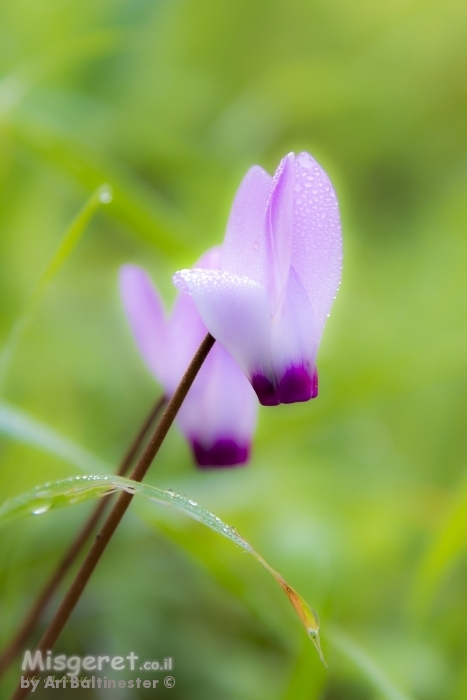 חלום על רקפת