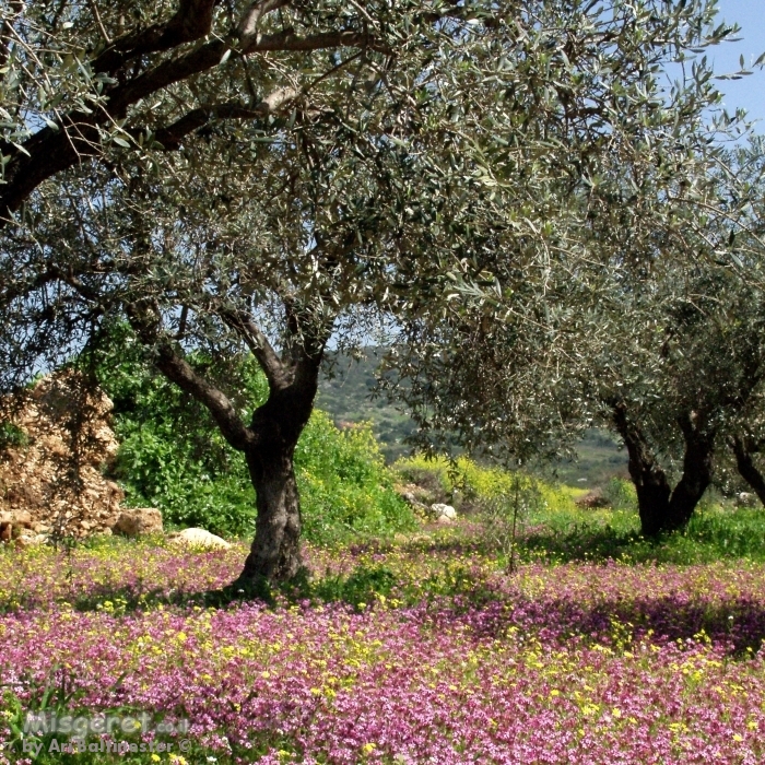 עצים ופריחה