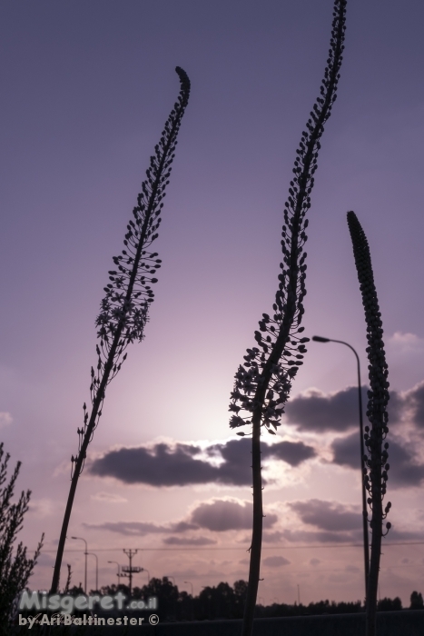 חצבים וראשם בשמיים
