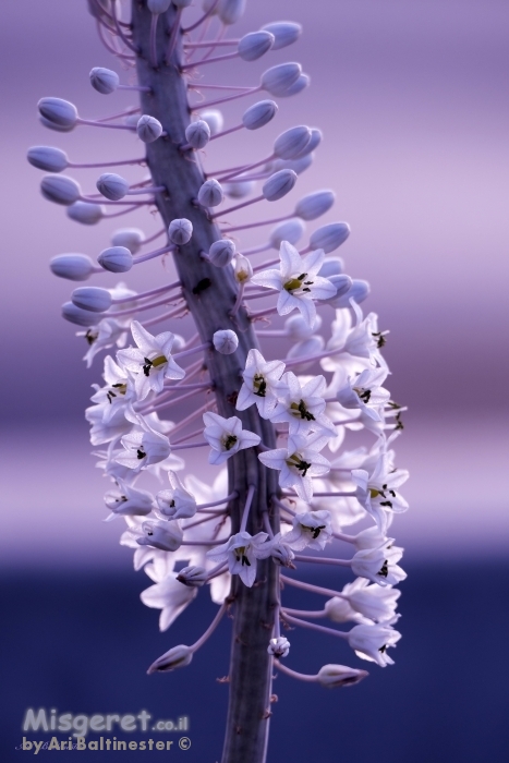 חלום על חצב