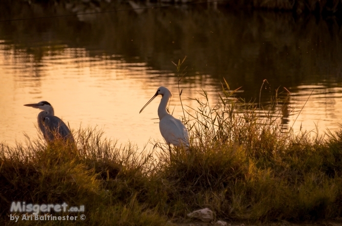 הרהורים על שקיעה