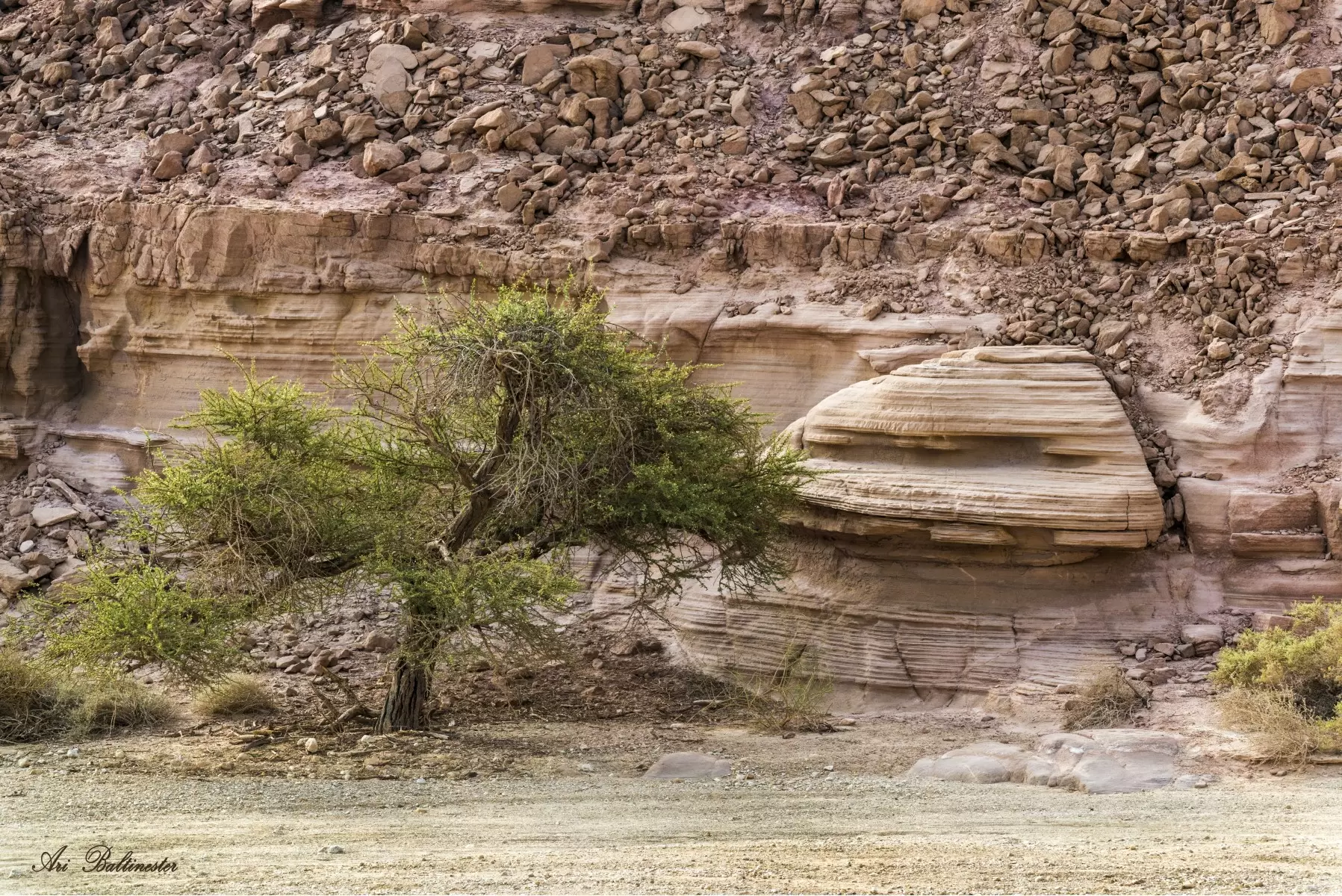 פטרייה של סלע - ארי בלטינשטר -  - מק''ט: 321872