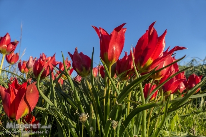צבעוני ולוהט