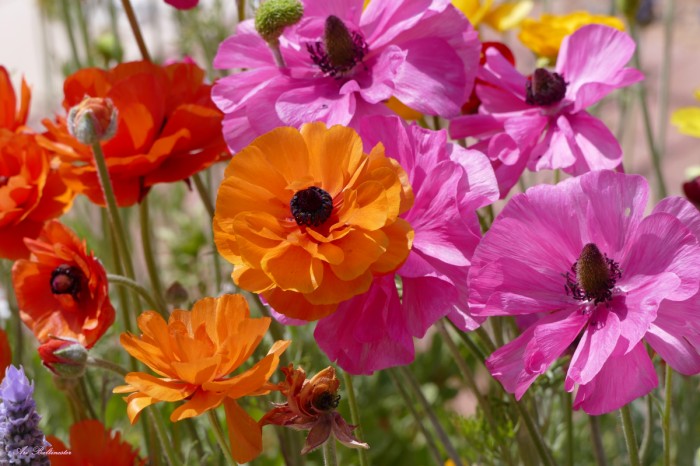 כוחם של צבעים