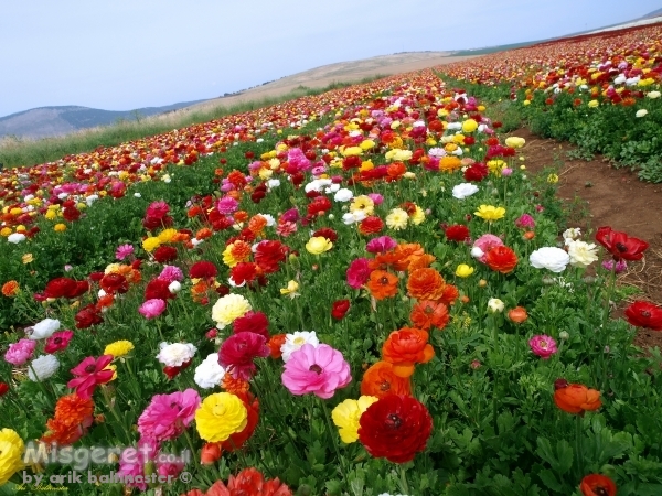 נוריות עד לאופק