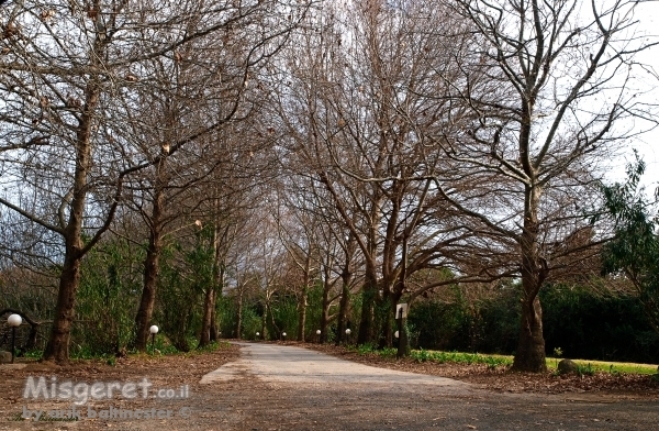 דרך כפרית בגולן