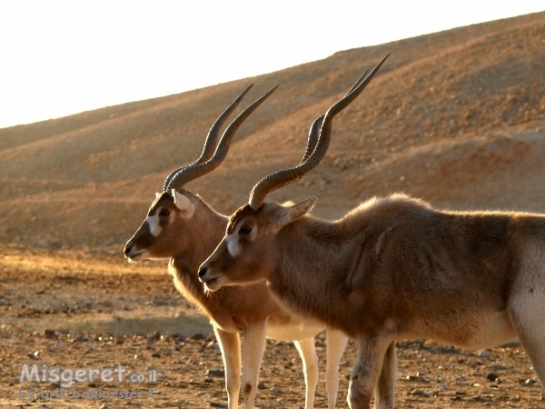 מריחים את הבוקר