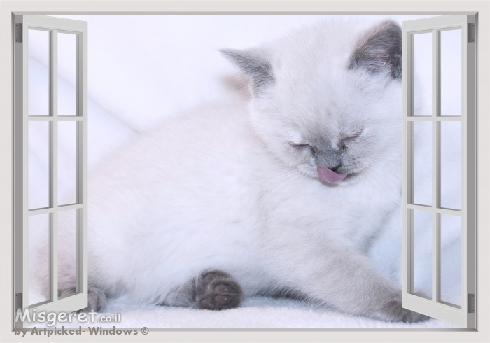 חתול לבן בחלון