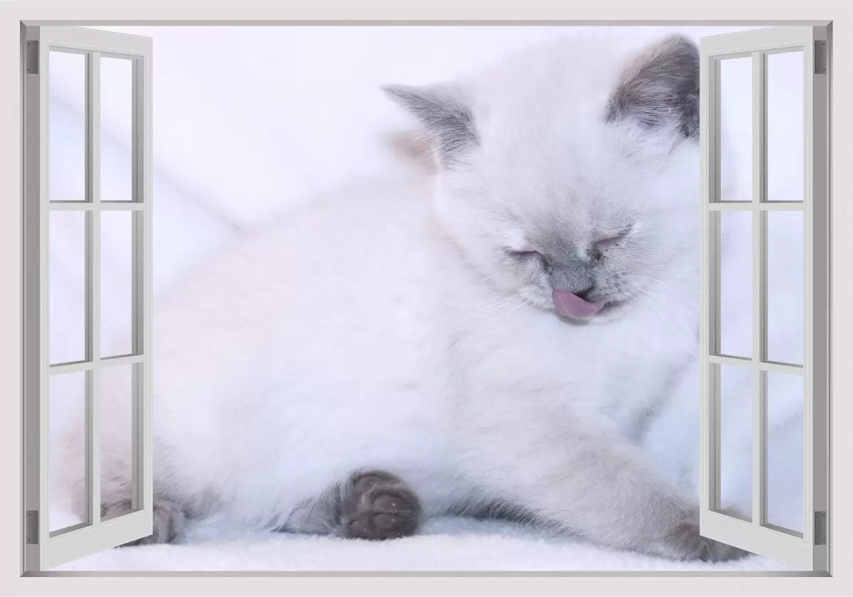 חתול לבן בחלון - Artpicked Windows - תמונות לחדרי ילדים  - מק''ט: 337401