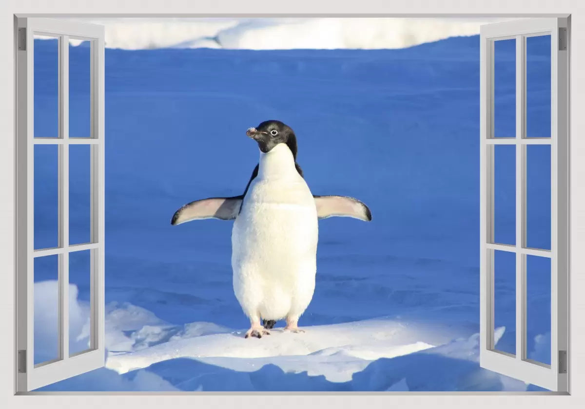 פינגווין בחלון - Artpicked Windows -  - מק''ט: 337442