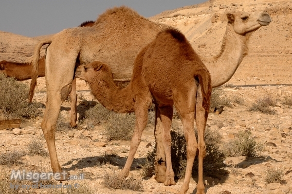בכר ונאקה
