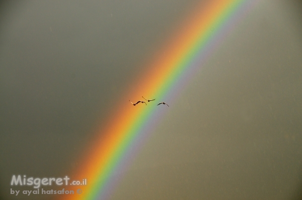 עגורים בקשת